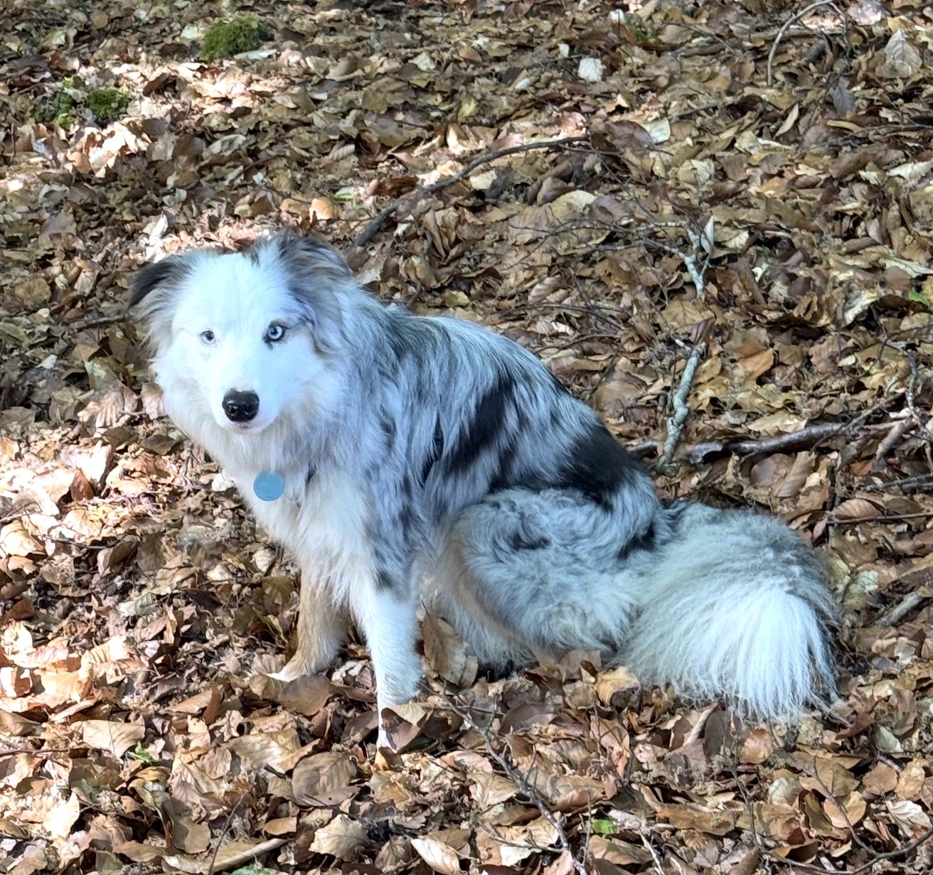 Unser Bürohund und Feel-Good-Manager im Akademie-Team